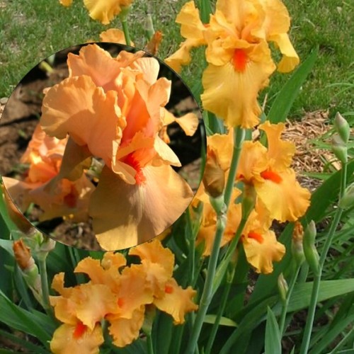 Iris germanica 'Orange Chariot' - Aediiris 'Orange Chariot'